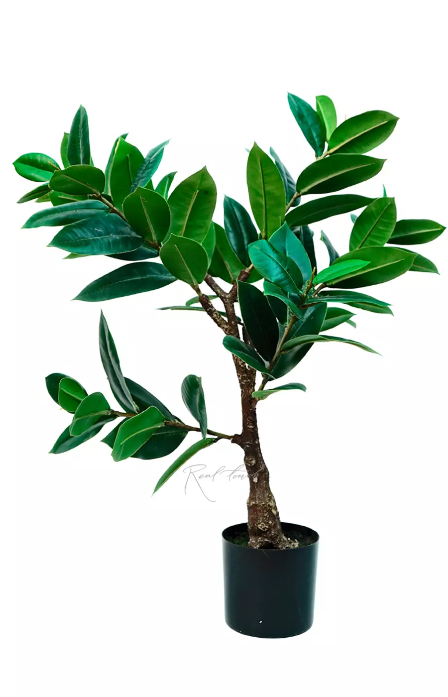 Фикус Эластика Мелани 51см - Зеленый