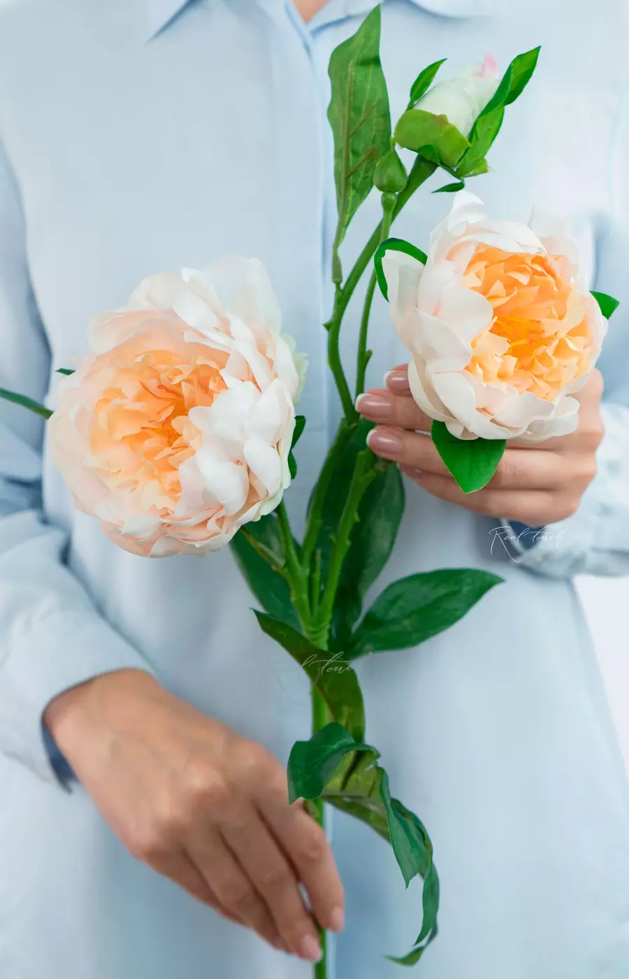 Пион древовидный (2 соцветия) - Светло-персиковый