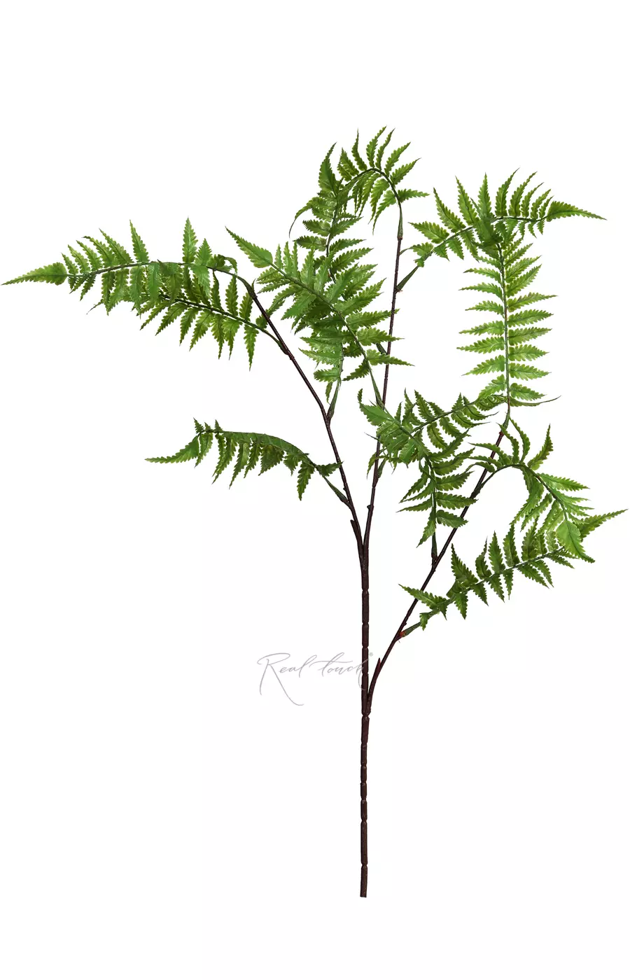 Вудвардия на высоком стебле - Зеленый