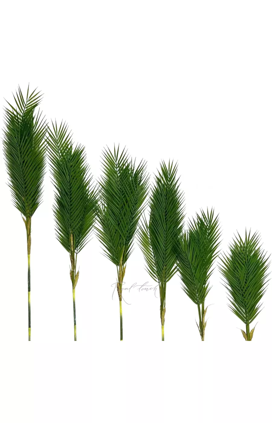 Пальма Арека набор из 6 веток  - Зеленый