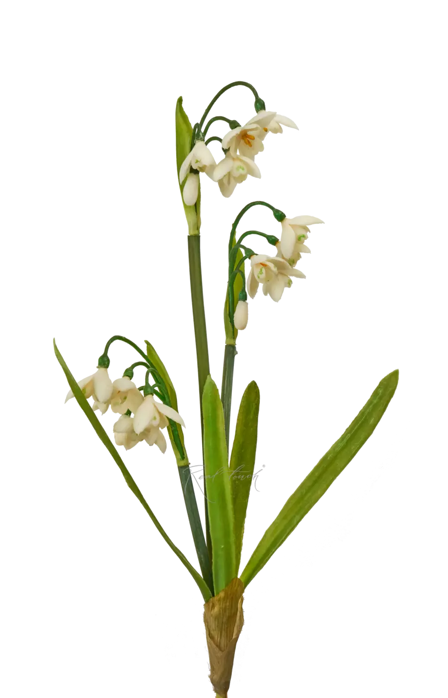 Подснежники - Белый