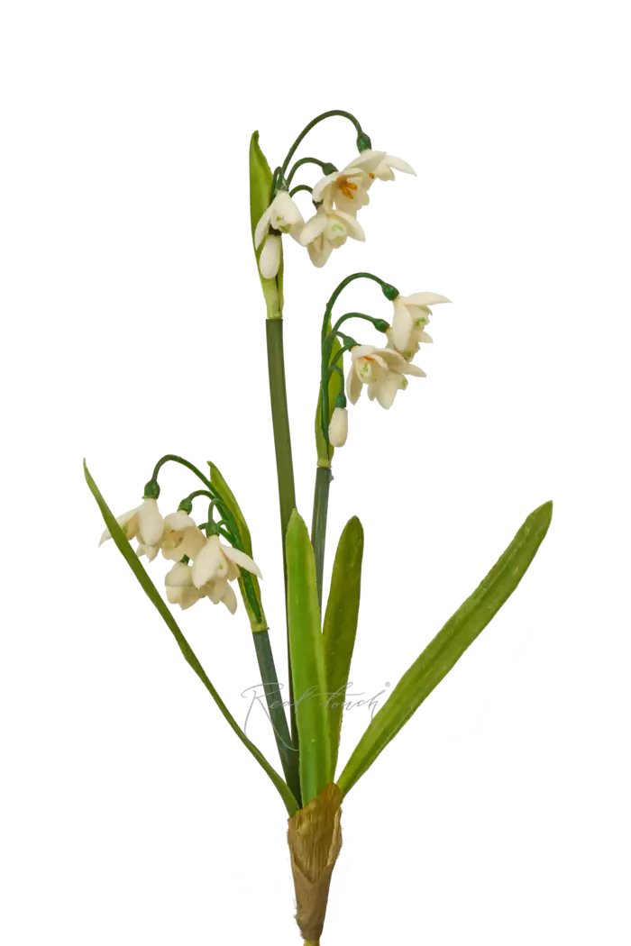 Подснежники - Белый