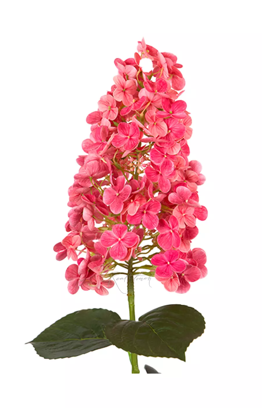 Гортензия метельчатая на стебле - Темно-розовый
