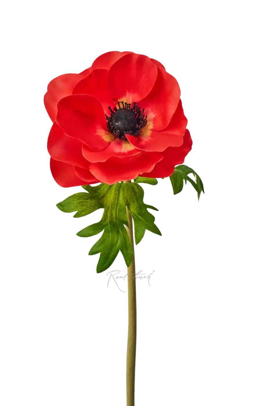 Анемона Де Каен - Красный Анемона Де Каен - Красный