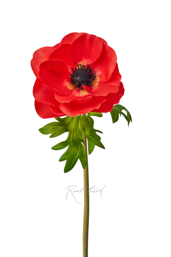 Анемона Де Каен - Красный