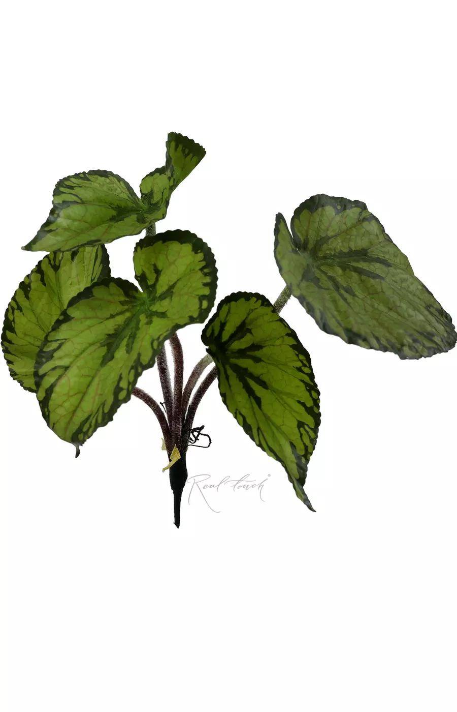 Бегония малая - Зеленый Бегония малая - Зеленый