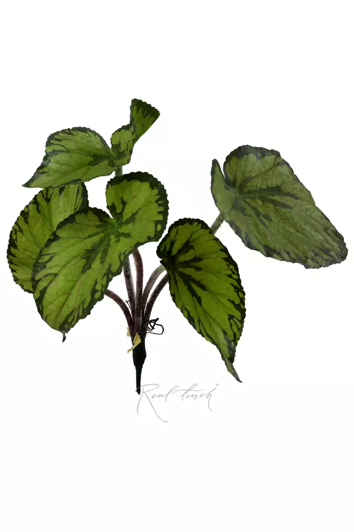 Бегония малая - Зеленый