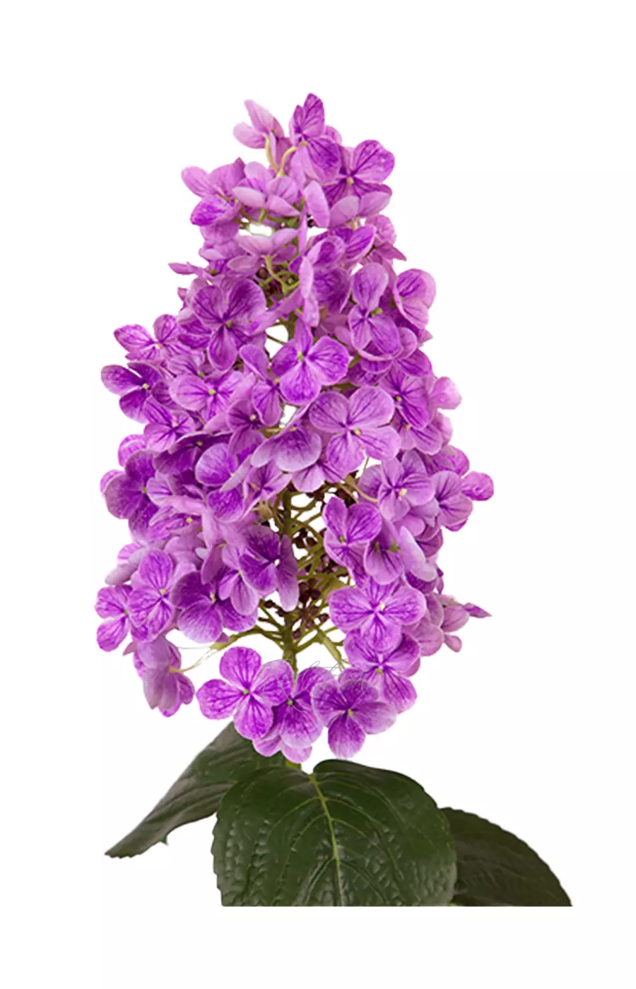 Гортензия метельчатая на стебле - Фиолетовый