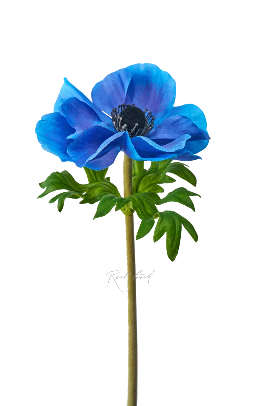 Анемона Де Каен - Синий Анемона Де Каен - Синий