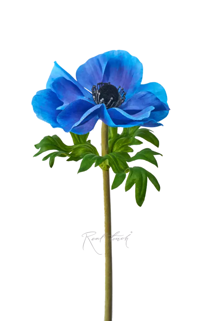 Анемона Де Каен - Синий