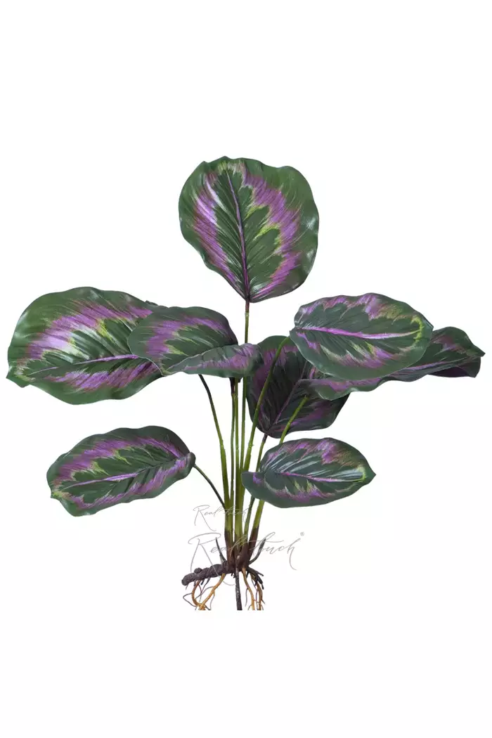 Калатея Литл принцесс куст из 9 листьев с корнями - Зелено-розовый