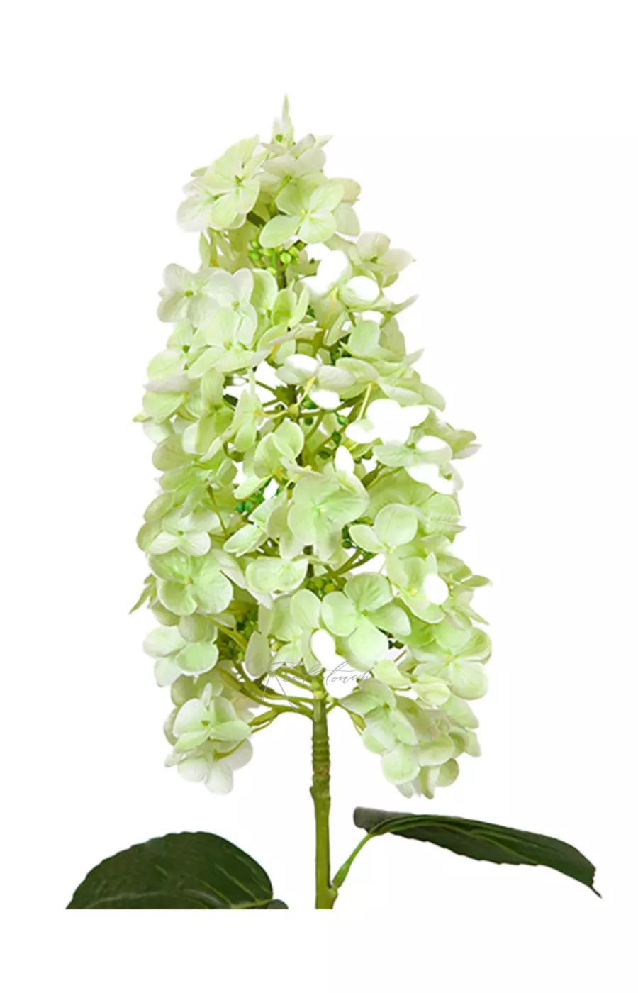 Гортензия метельчатая на стебле - Зеленый