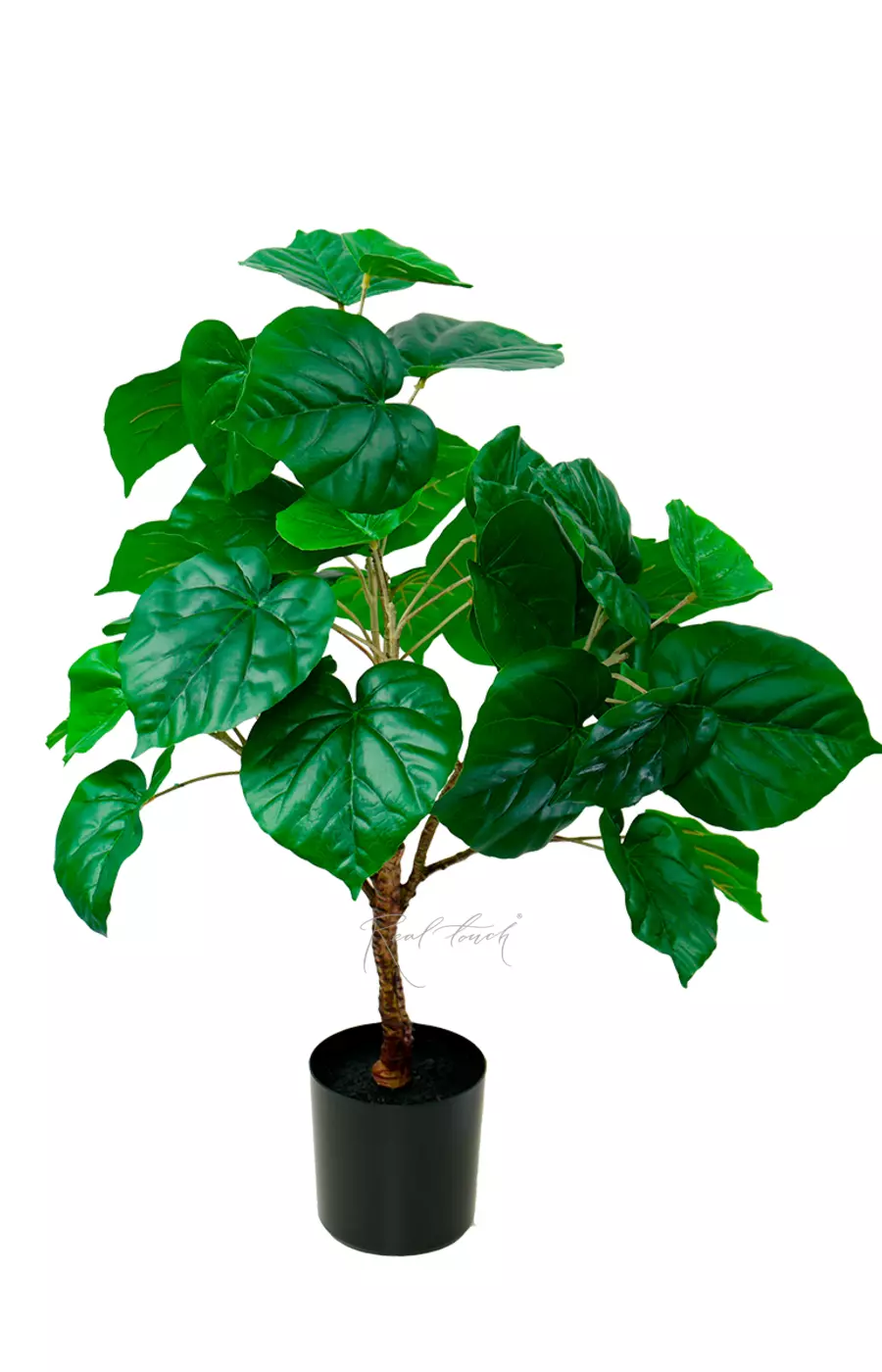 Фикус липовидный 76см - Зеленый