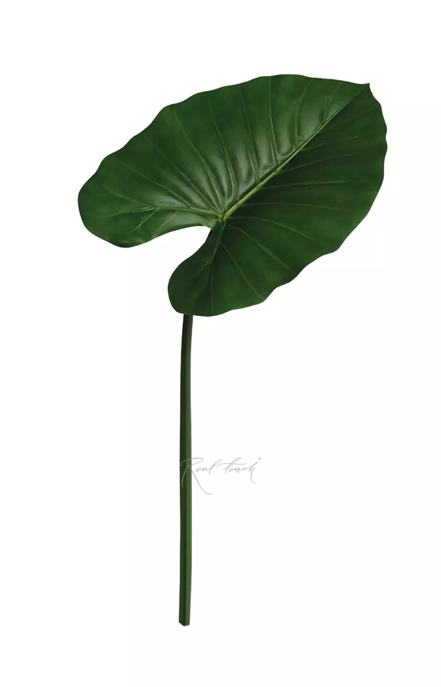 Лист алоказии 96см - Зеленый