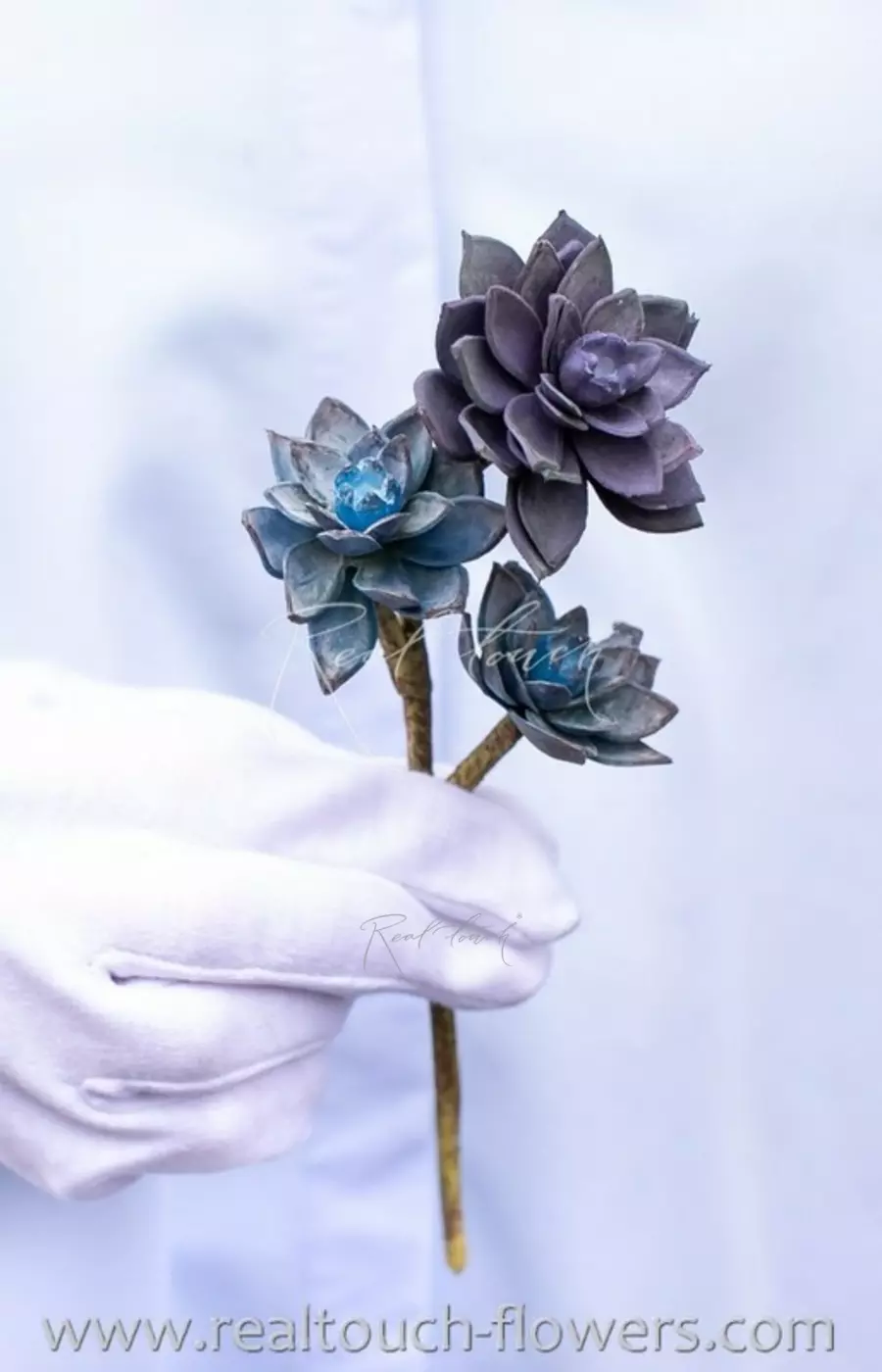 Суккулент мини-роза - Синий
