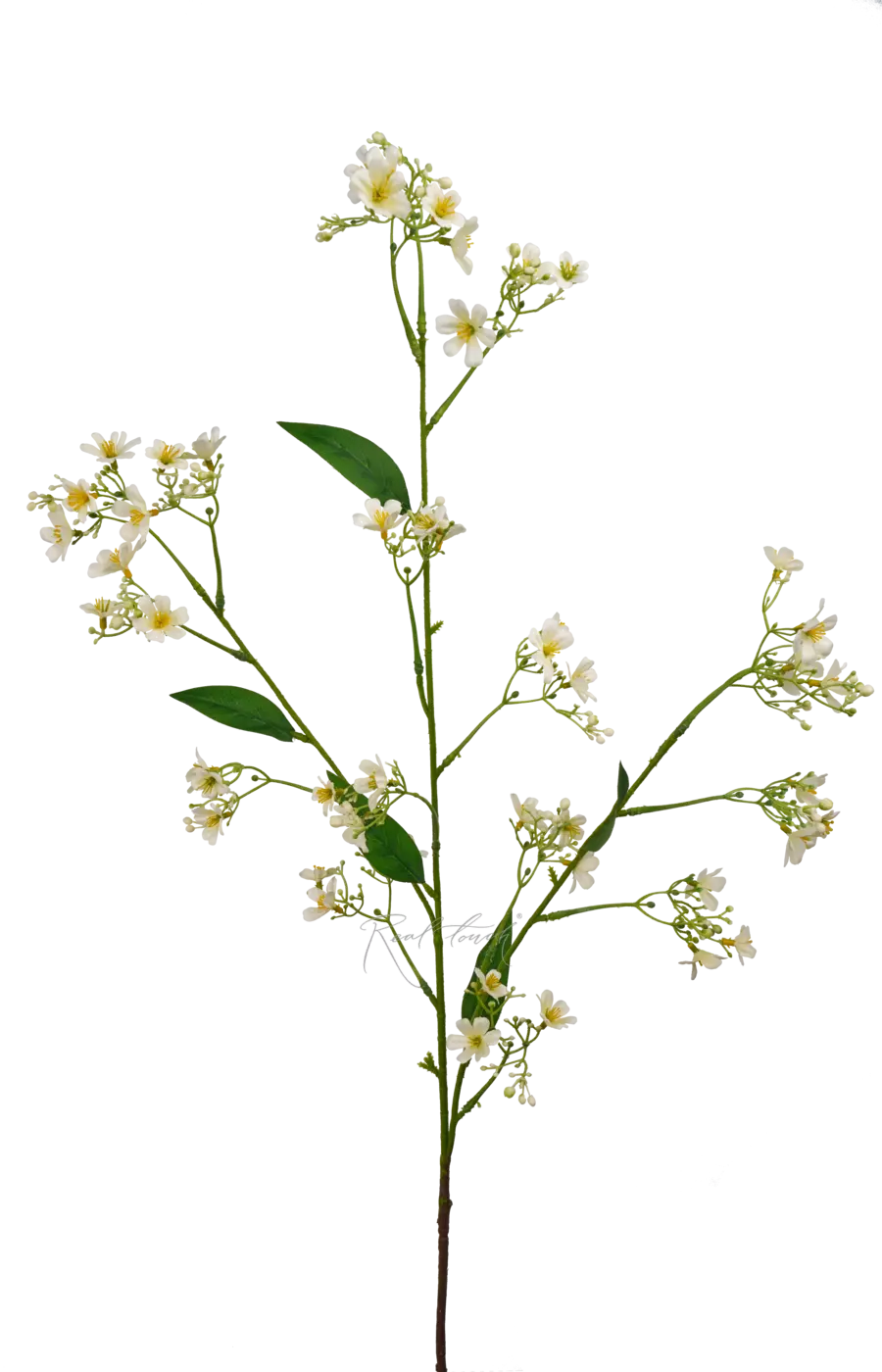 Гипсофила ползучая - Белый