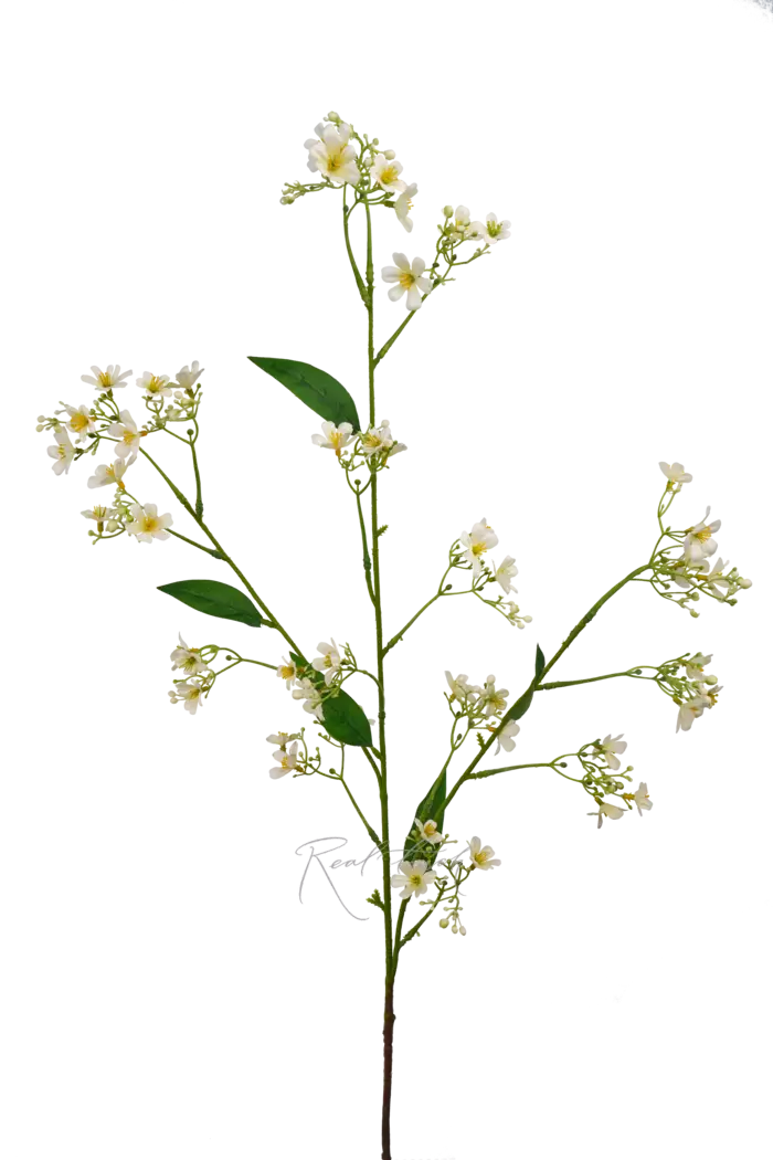 Гипсофила ползучая - Белый