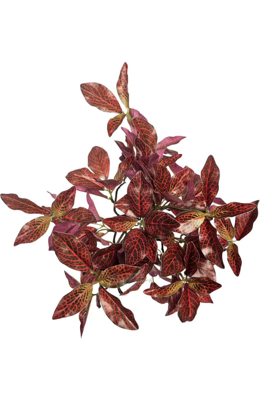 Куст Фиттонии мелколистный - Зелено-красный