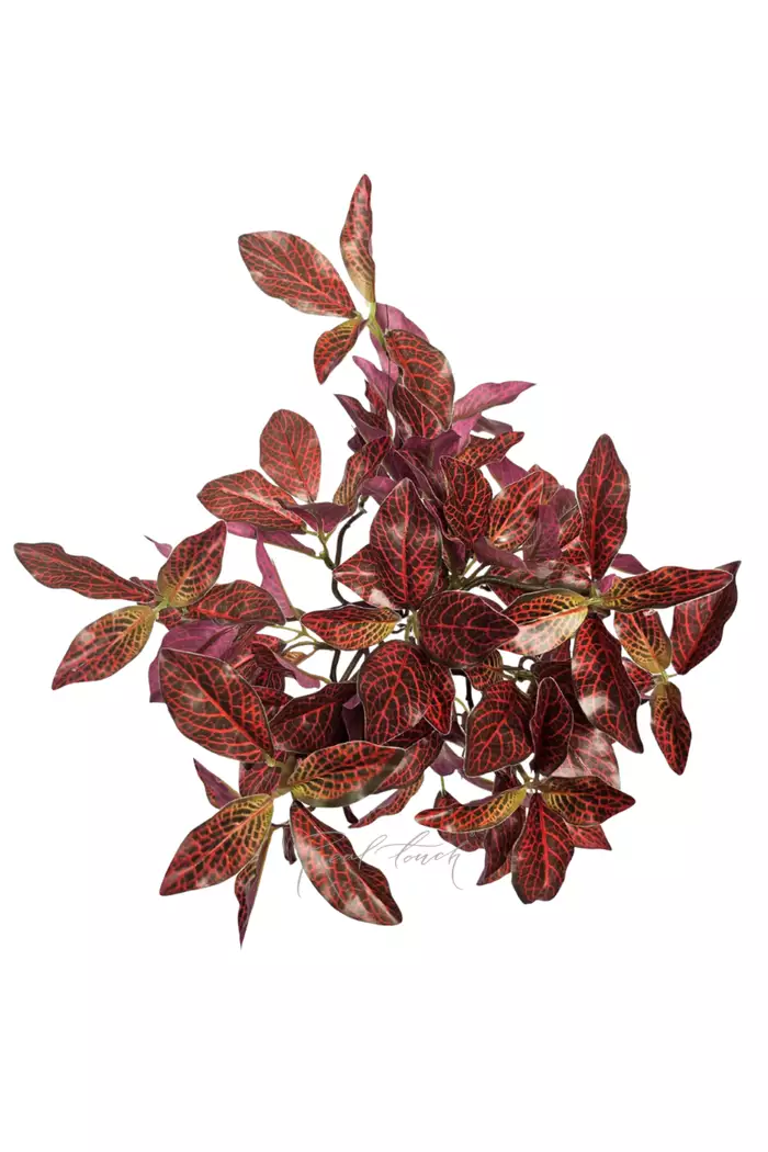 Куст Фиттонии мелколистный - Зелено-красный Куст Фиттонии мелколистный - Зелено-красный