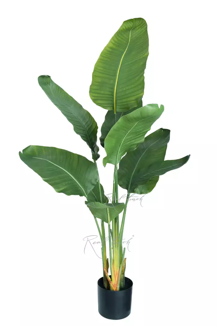 Стрелиция Николая Premium 120 см - Зеленый