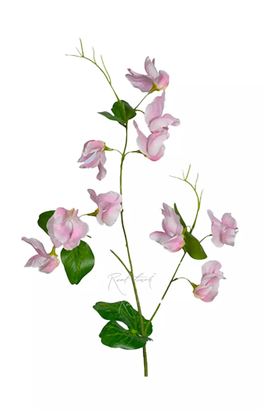 Латирус - Светло-розовый Латирус - Светло-розовый