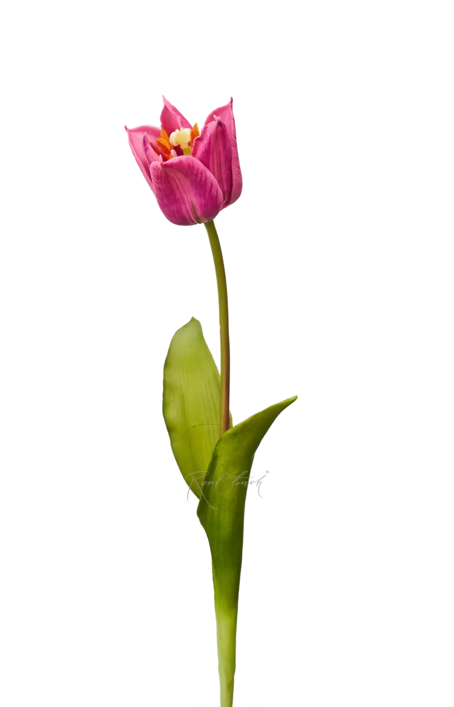 Тюльпан лилиецветный малый - Лиловый