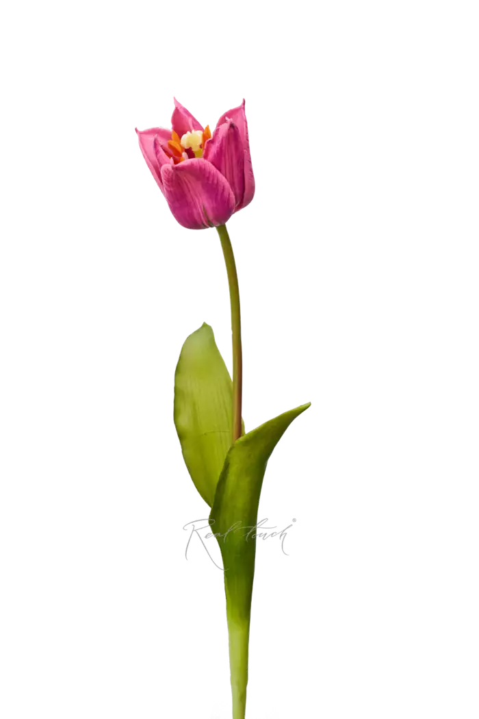 Тюльпан лилиецветный малый - Лиловый