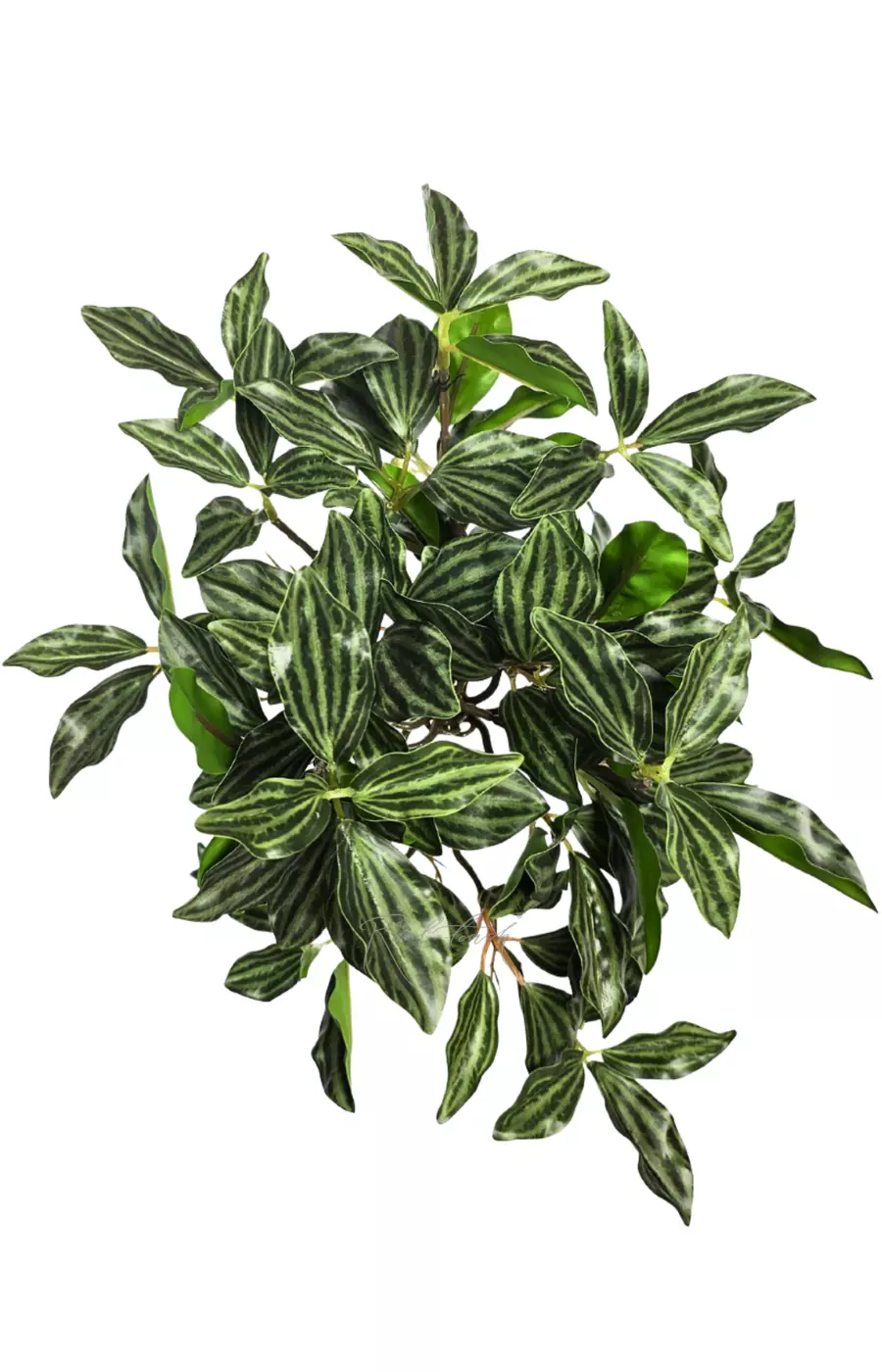 Куст Пеперомии мелколистный - Темно-зеленый