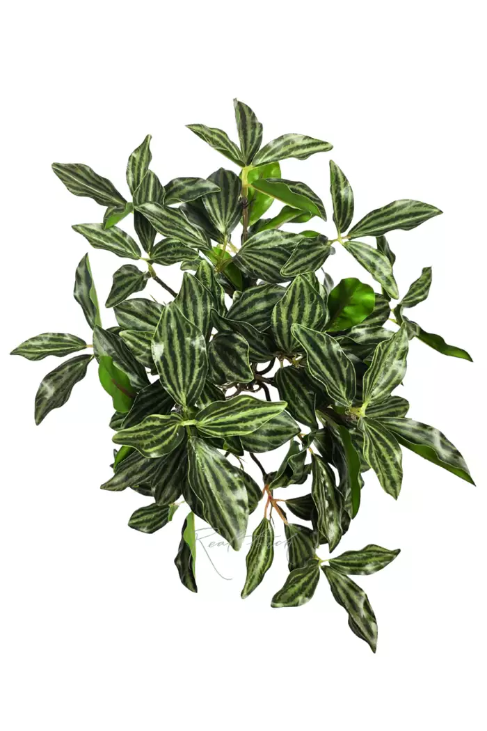 Куст Пеперомии мелколистный - Темно-зеленый Куст Пеперомии мелколистный - Темно-зеленый