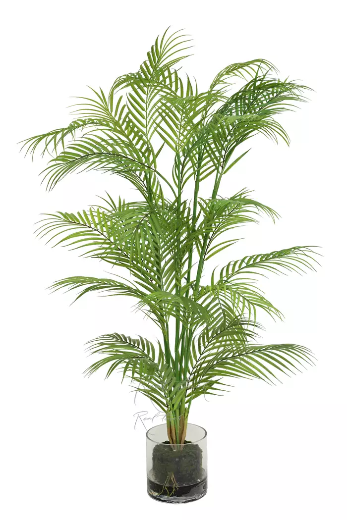 Пальма Арека 125см в стеклянном кашпо (1886) - Зеленый (уценён)