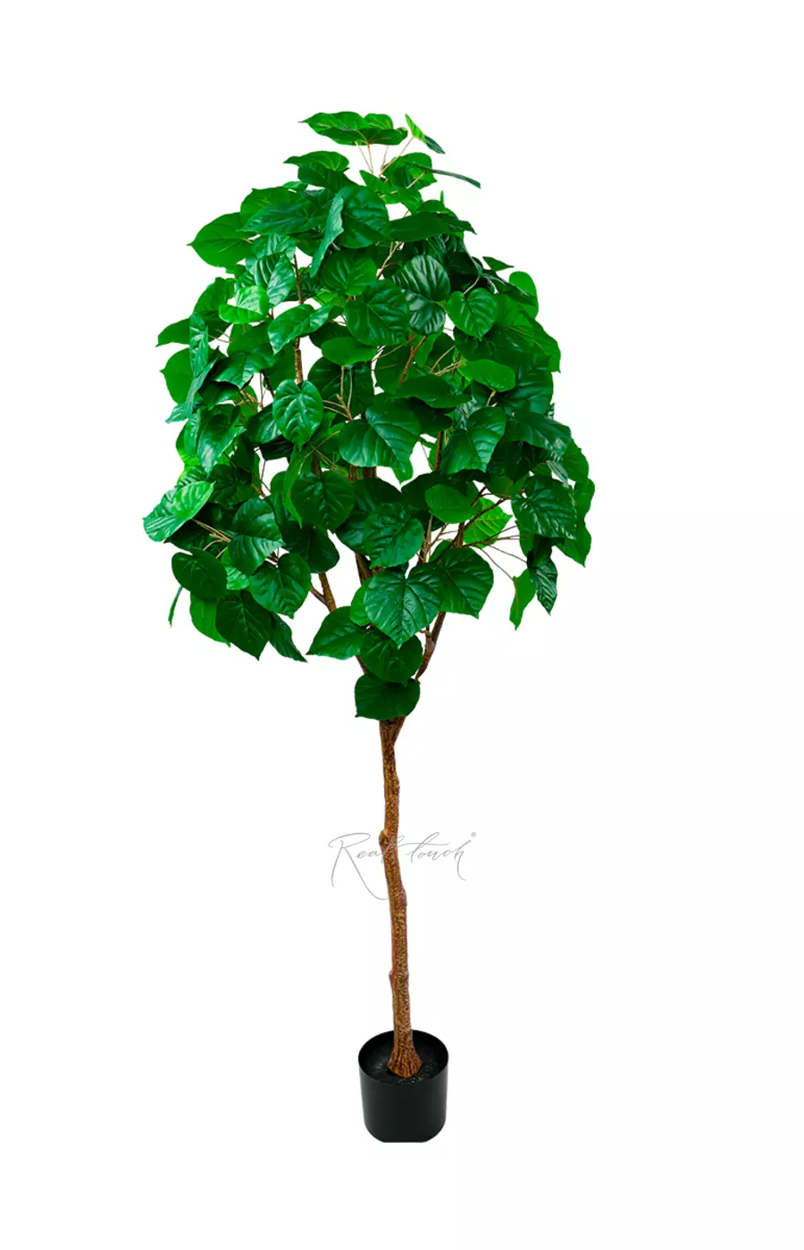 Фикус липовидный 190см - Зеленый