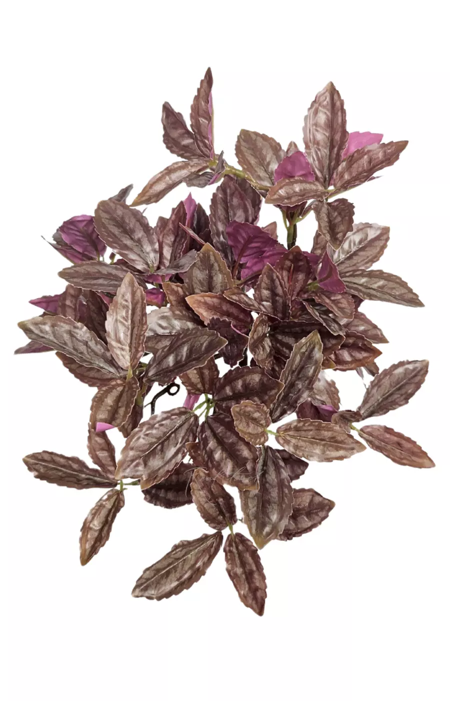 Куст Пилеи мелколистный - Коричневый