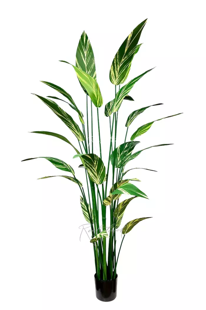 Стрелиция вариегатная 210см - Зелено-желтый