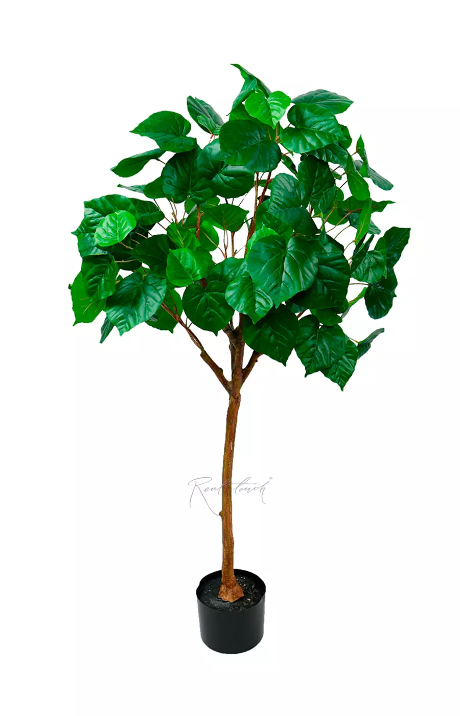 Фикус липовидный 125см - Зеленый