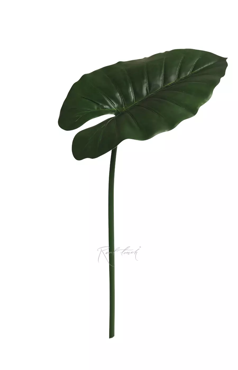 Лист алоказии 100см - Зеленый