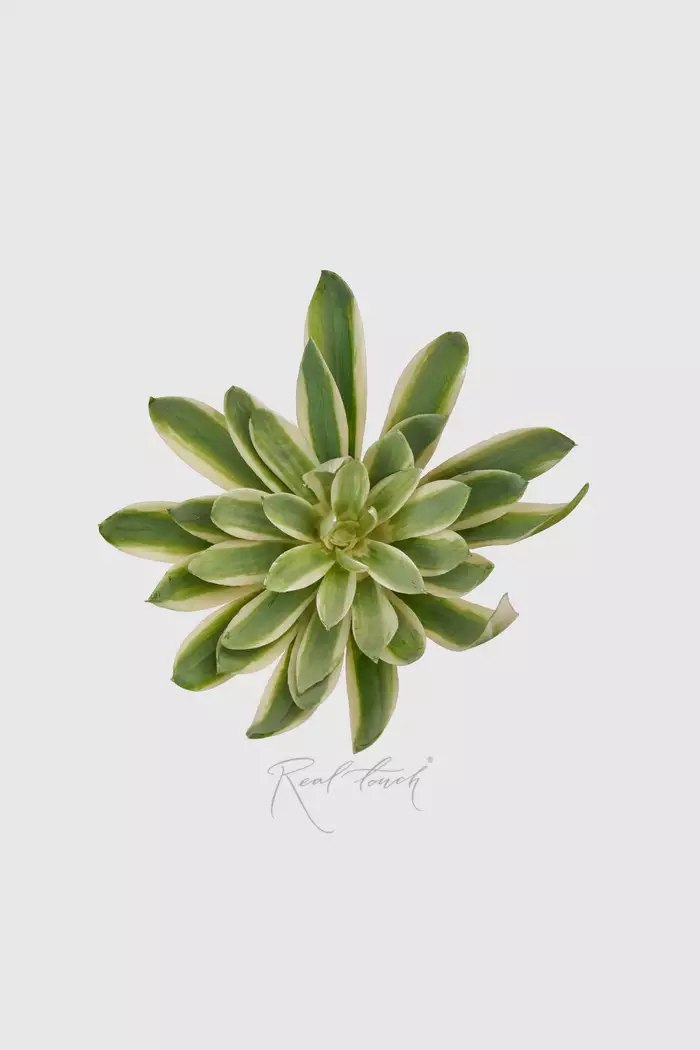 Агава small - Зеленый
