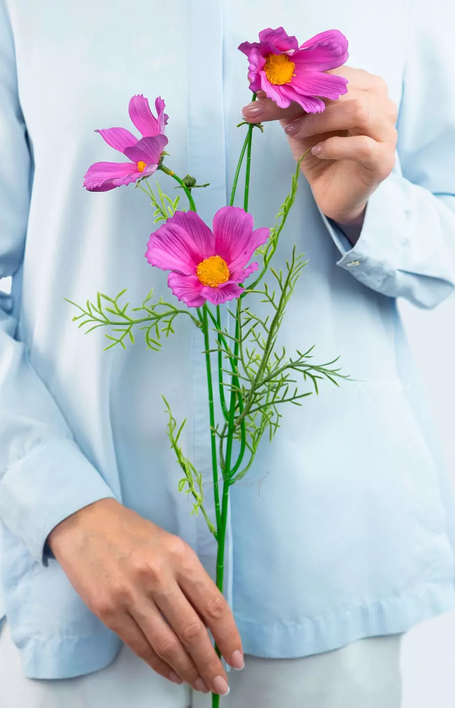 Космея - Фиолетовый