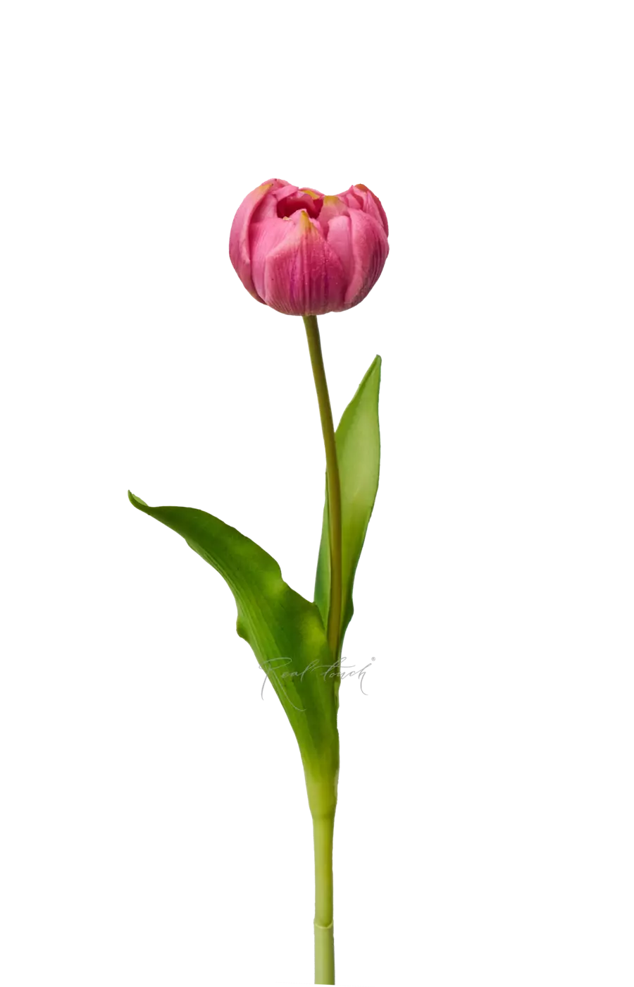 Пионовидный тюльпан - Светло-фиолетовый