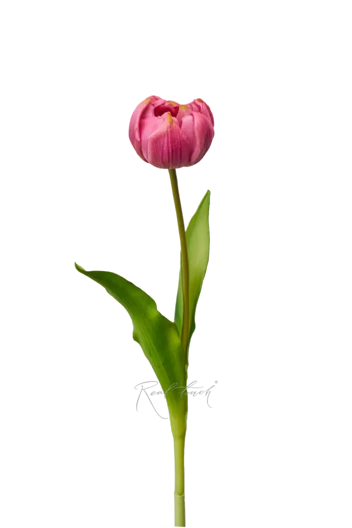 Пионовидный тюльпан - Светло-фиолетовый