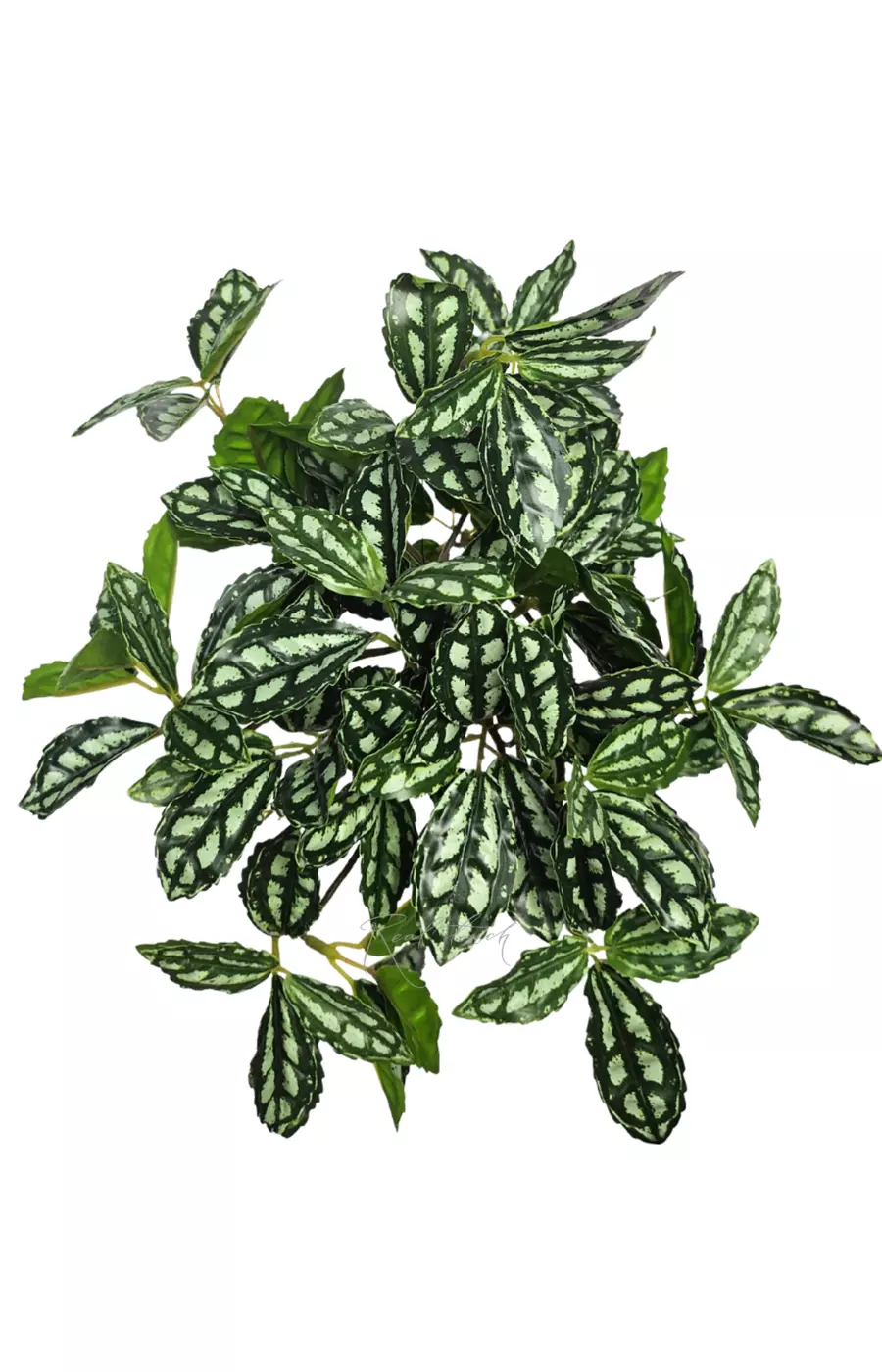 Куст Пилеи мелколистный - Бело-зеленый