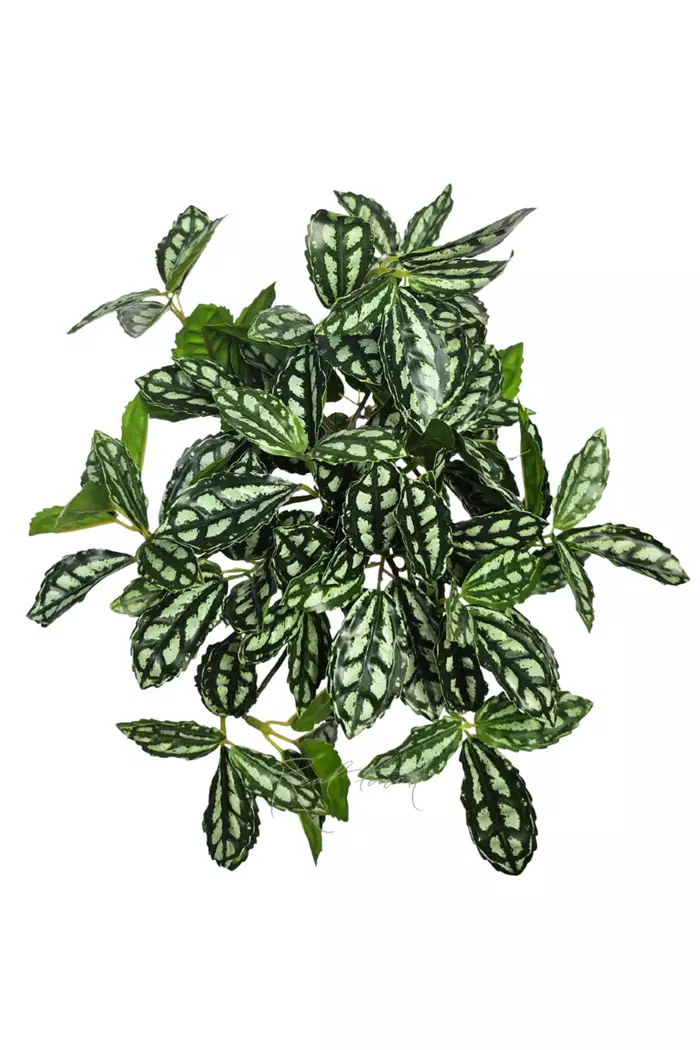 Куст Пилеи мелколистный - Бело-зеленый Куст Пилеи мелколистный - Бело-зеленый