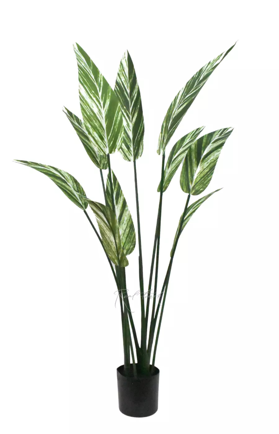 Стрелиция вариегатная 110см - Бело-зеленый