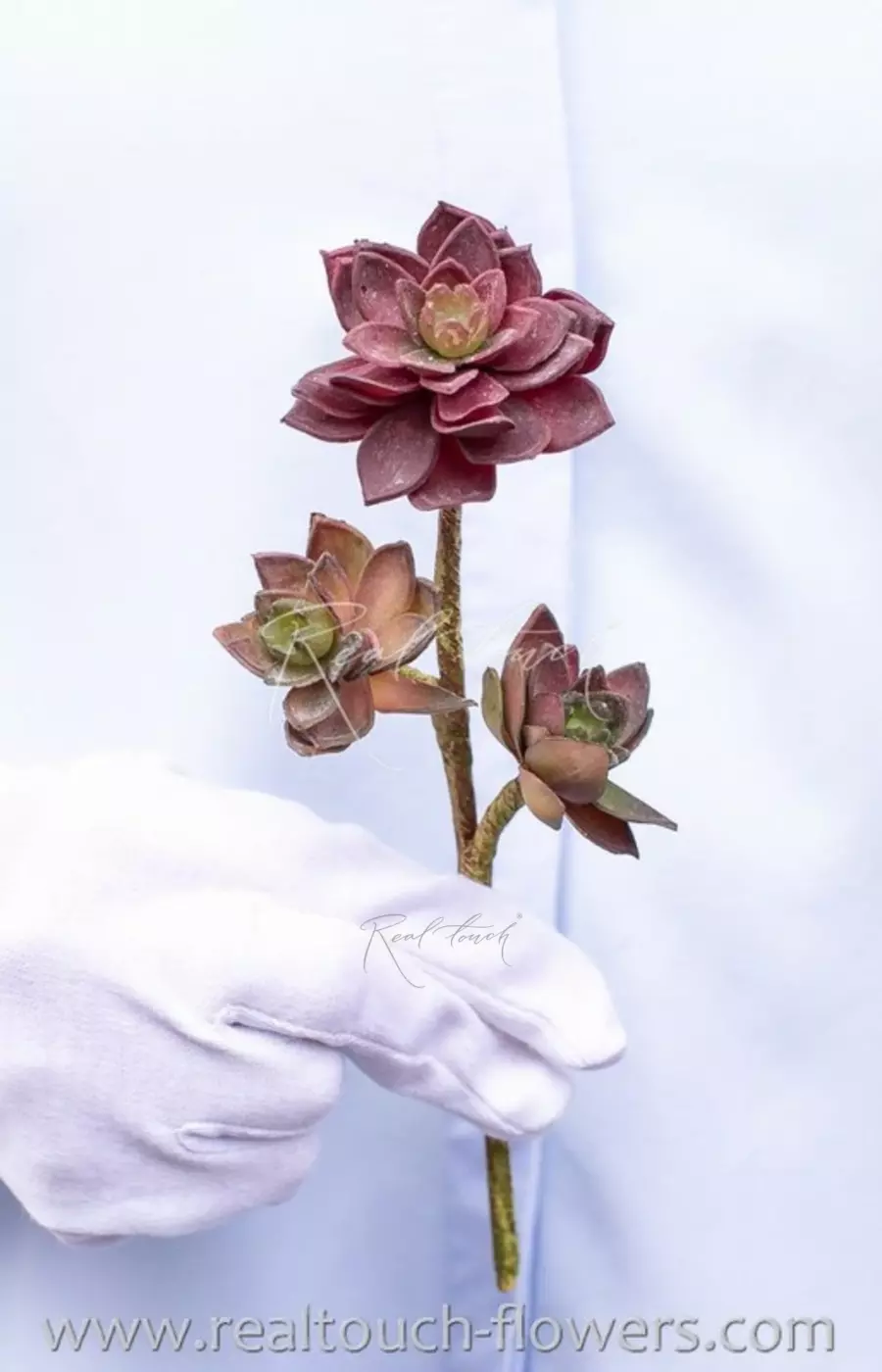 Суккулент мини-роза - Красный Суккулент мини-роза - Красный