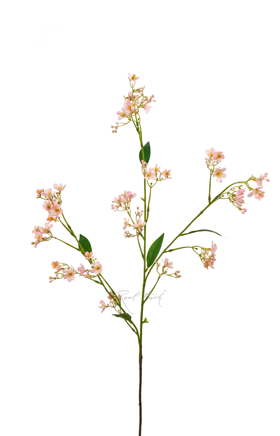 Гипсофила ползучая - Розовый