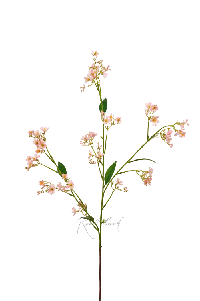 Гипсофила ползучая - Розовый