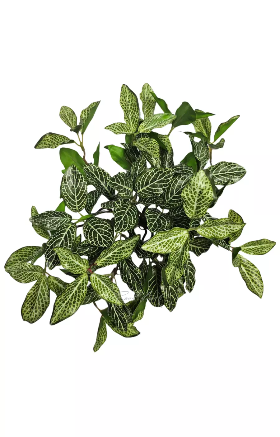 Куст Фиттонии мелколистный - Зеленый