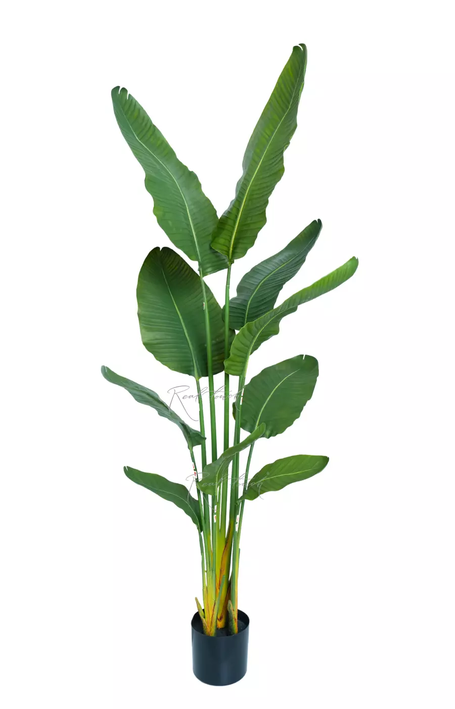 Стрелиция Николая Premium 160 см  - Зеленый