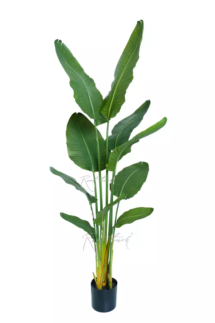 Стрелиция Николая Premium 160 см  - Зеленый