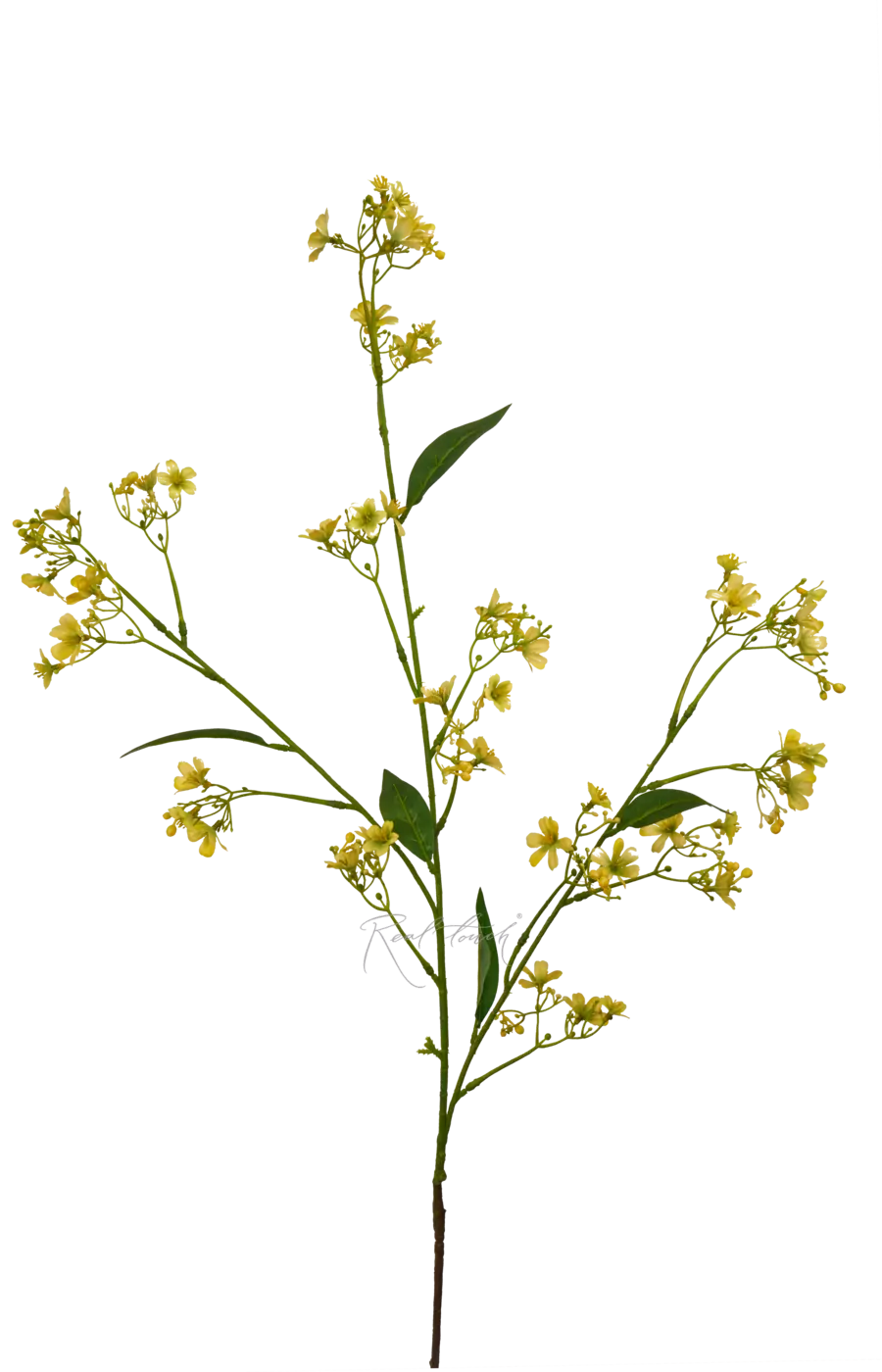 Гипсофила ползучая - Желтый