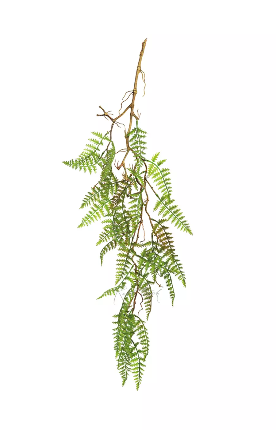 Даваллия на одревесневшем стебле - Зеленый